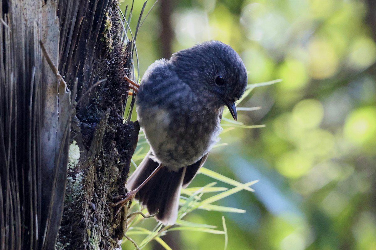 North Island Robin - ML620596743