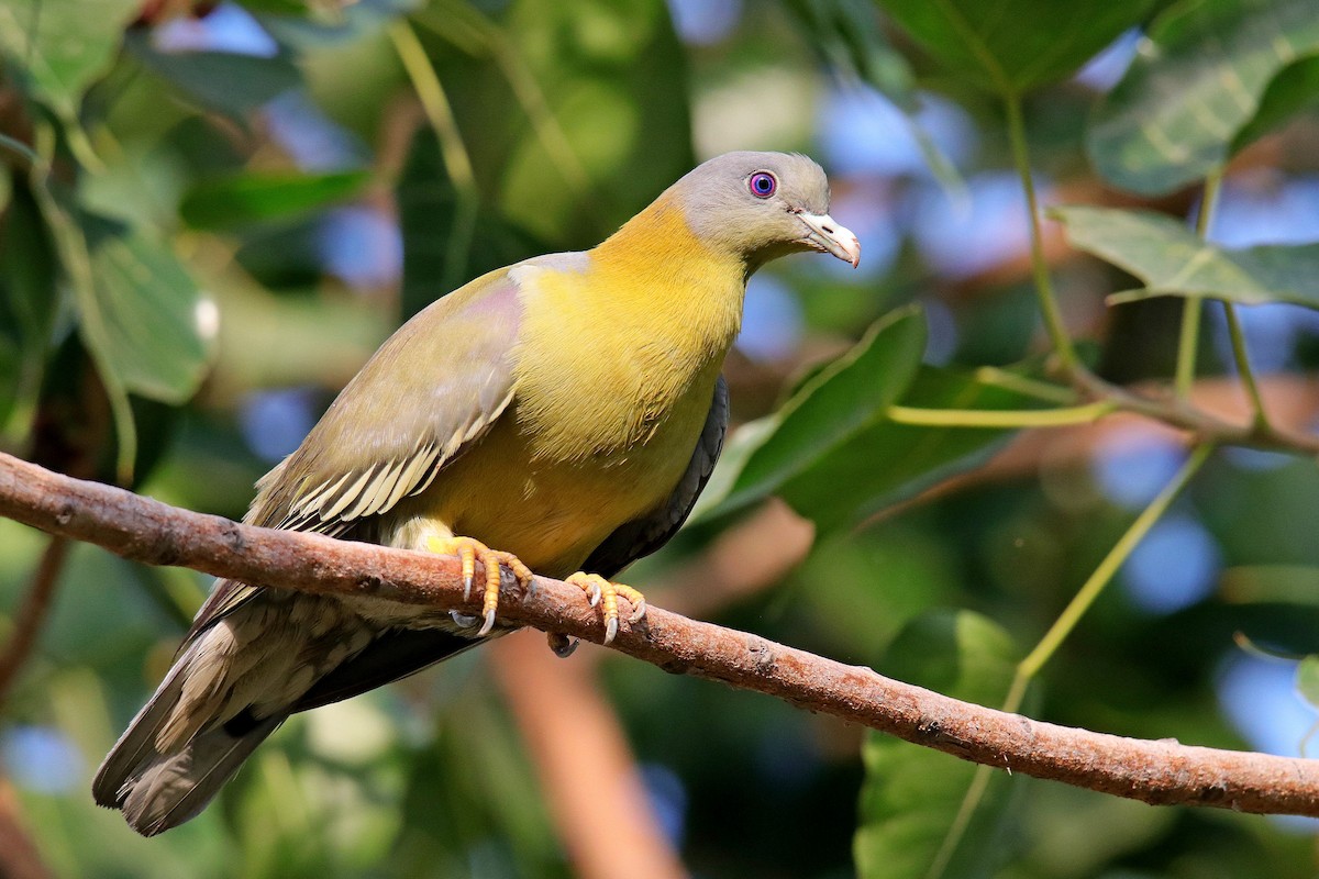 Yellow-footed Green-Pigeon - ML620596744