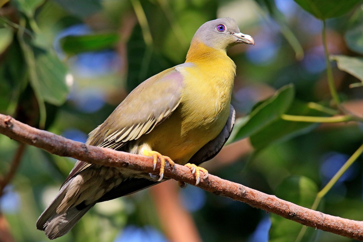 Yellow-footed Green-Pigeon - ML620596745