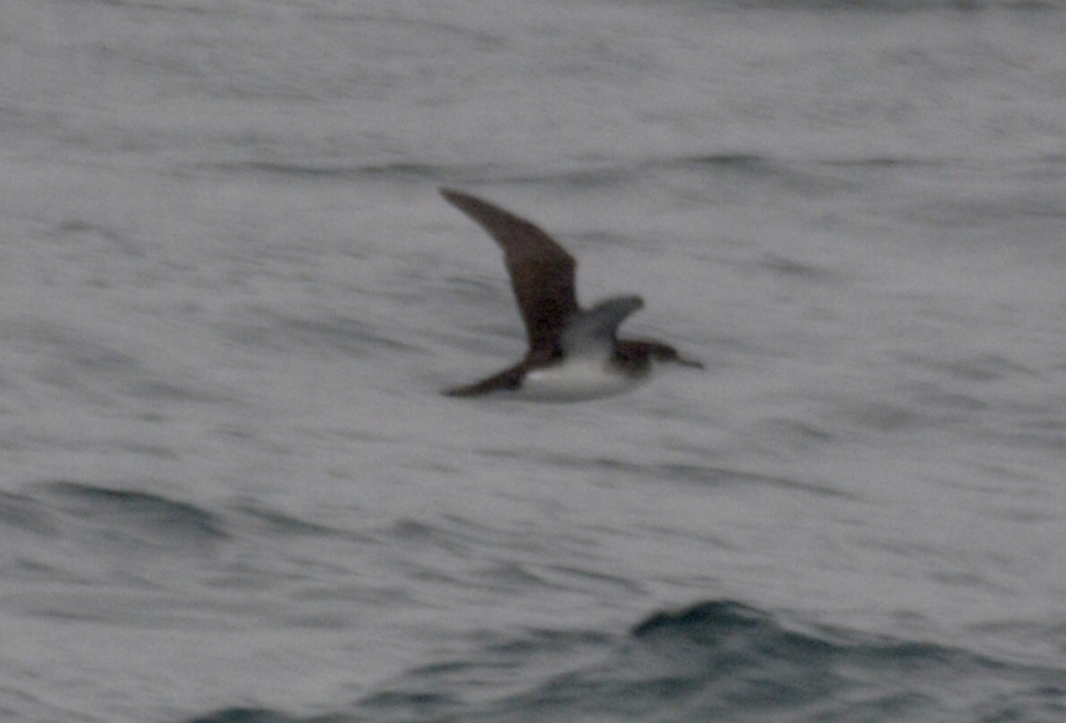 Manx Shearwater - ML620596747