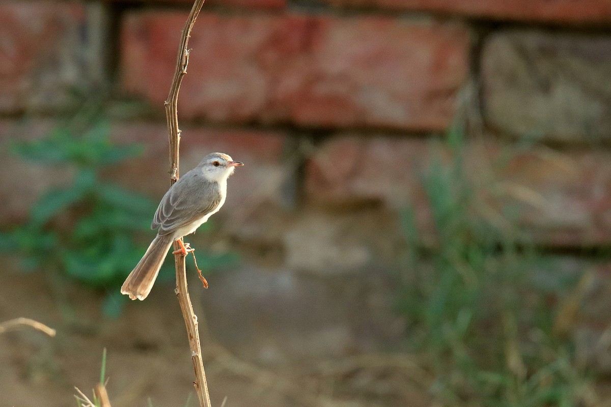 Plain Prinia - Vivek Sarkar