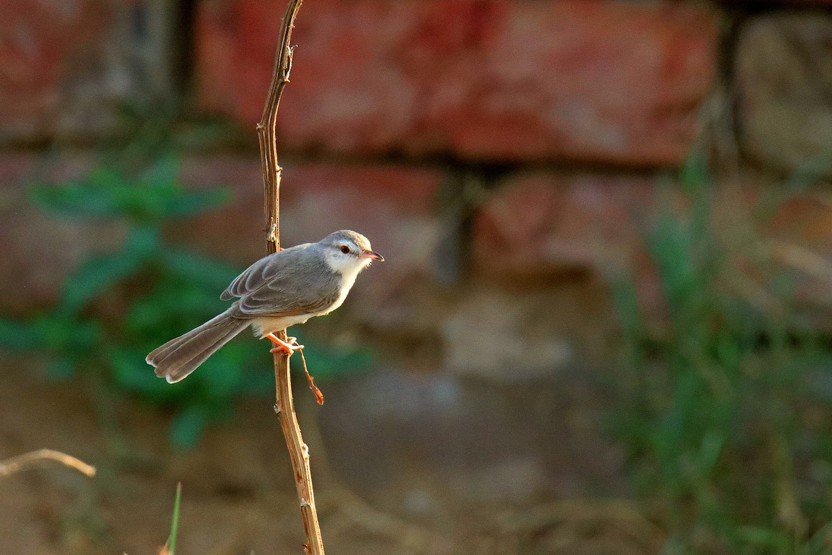 Plain Prinia - ML620596749