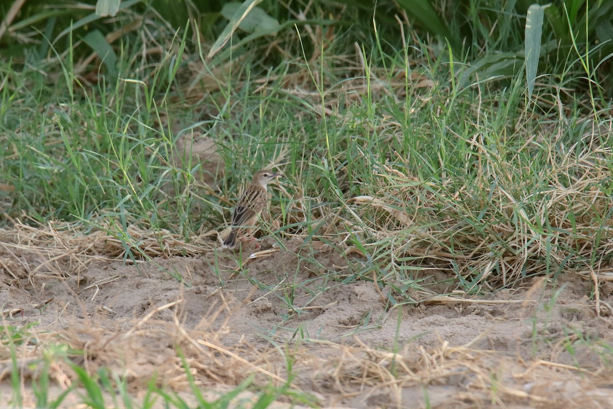 Zitting Cisticola - ML620596750