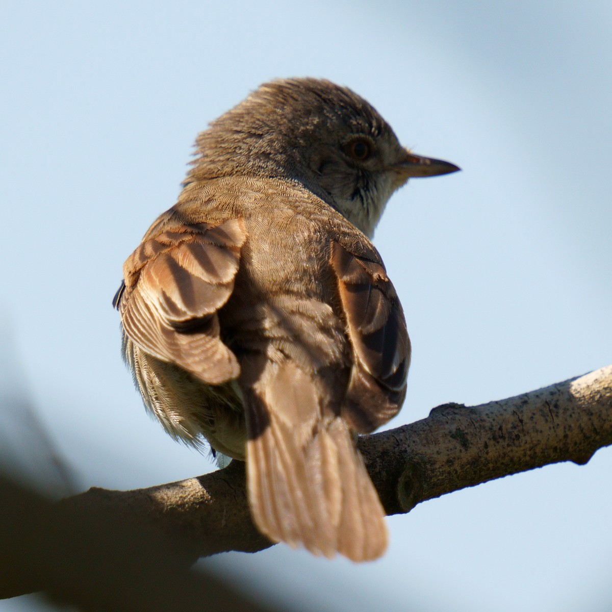 Greater Whitethroat - ML620596754