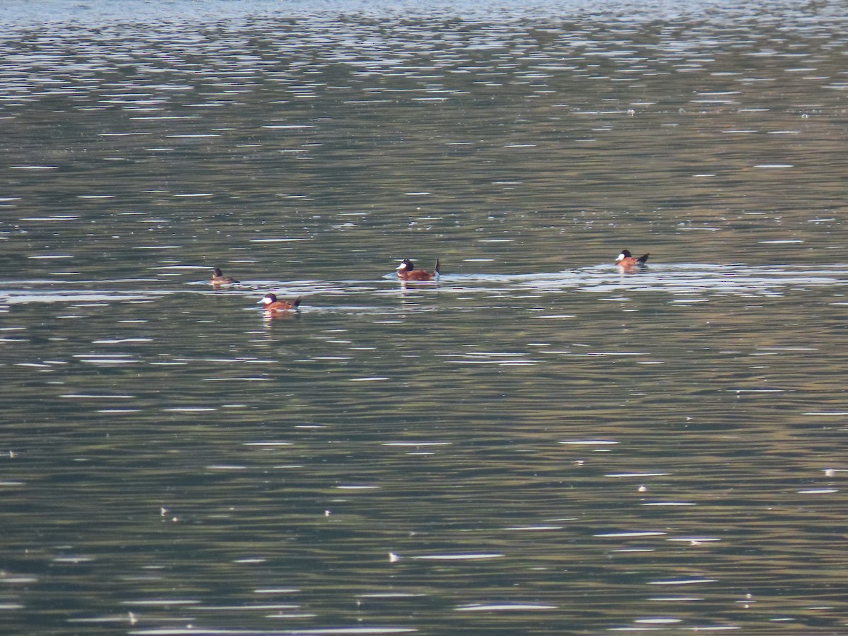 Ruddy Duck - karen pinckard