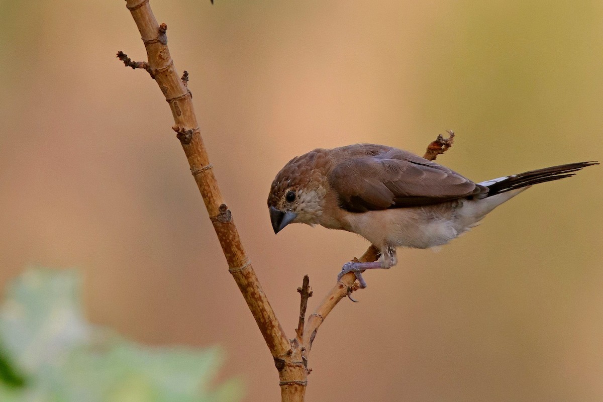 Indian Silverbill - ML620596758