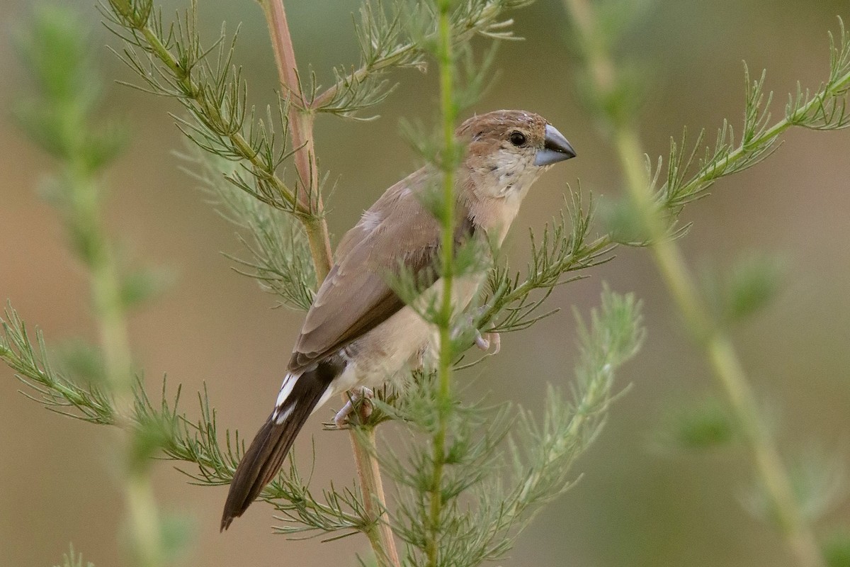 Indian Silverbill - ML620596759