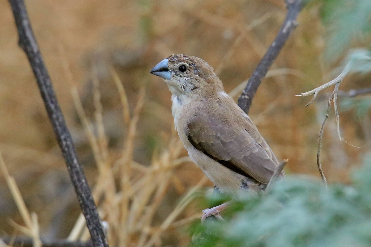 Indian Silverbill - ML620596760