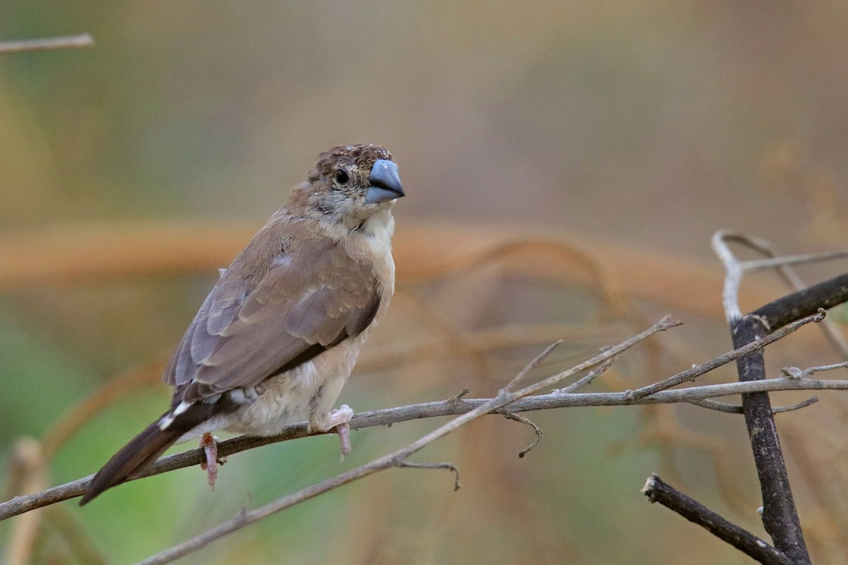 Indian Silverbill - ML620596762