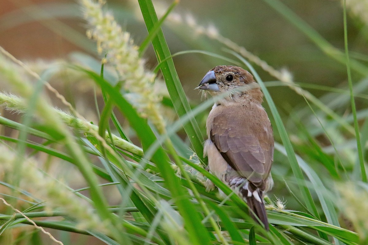 Indian Silverbill - ML620596763