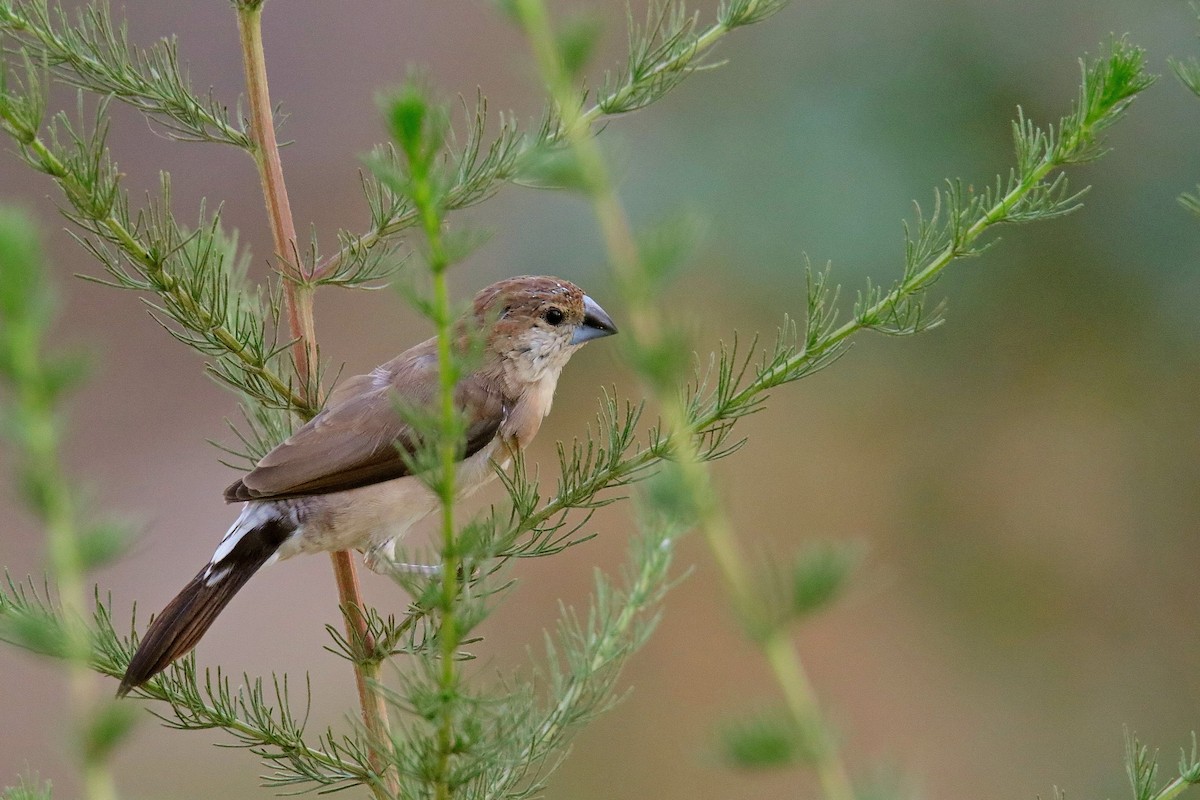 כסוף-מקור הודי - ML620596764