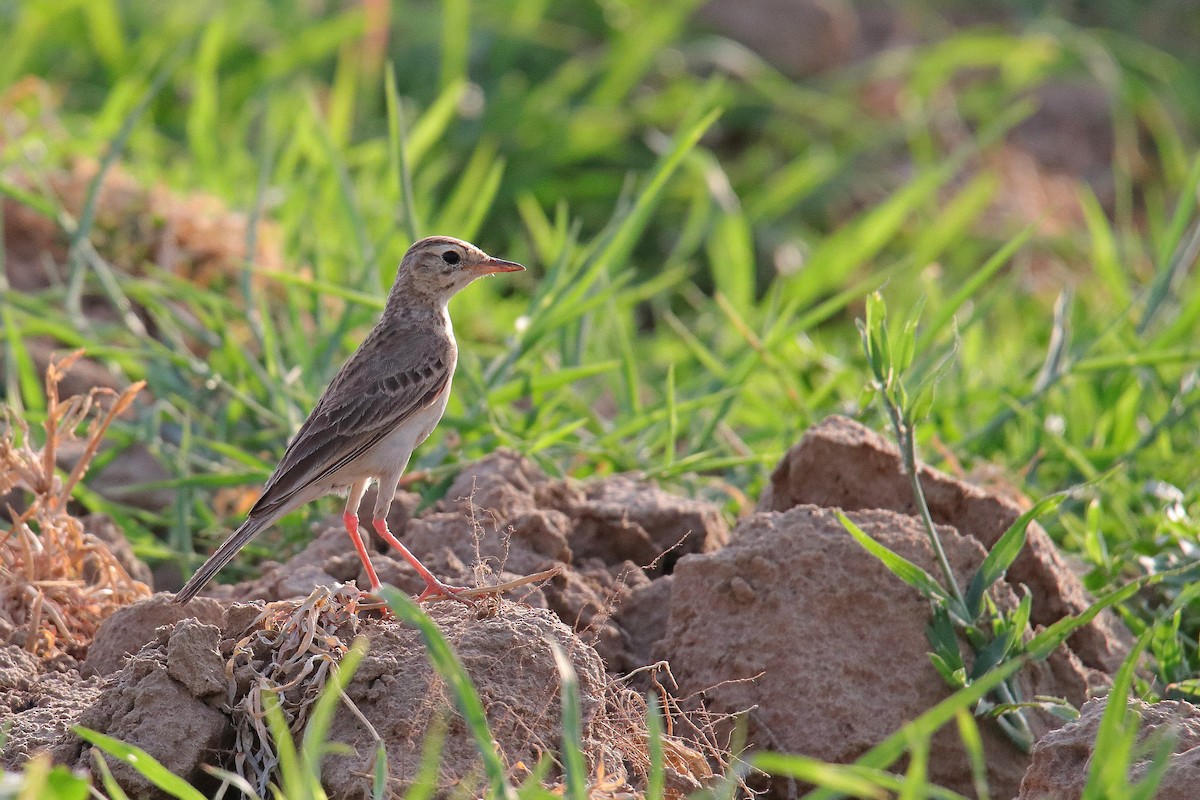 Paddyfield Pipit - Vivek Sarkar