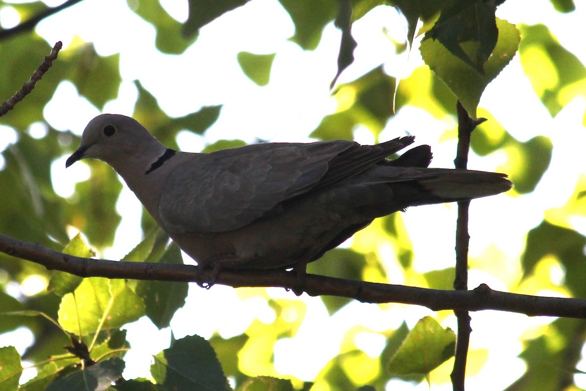Eurasian Collared-Dove - ML620596775