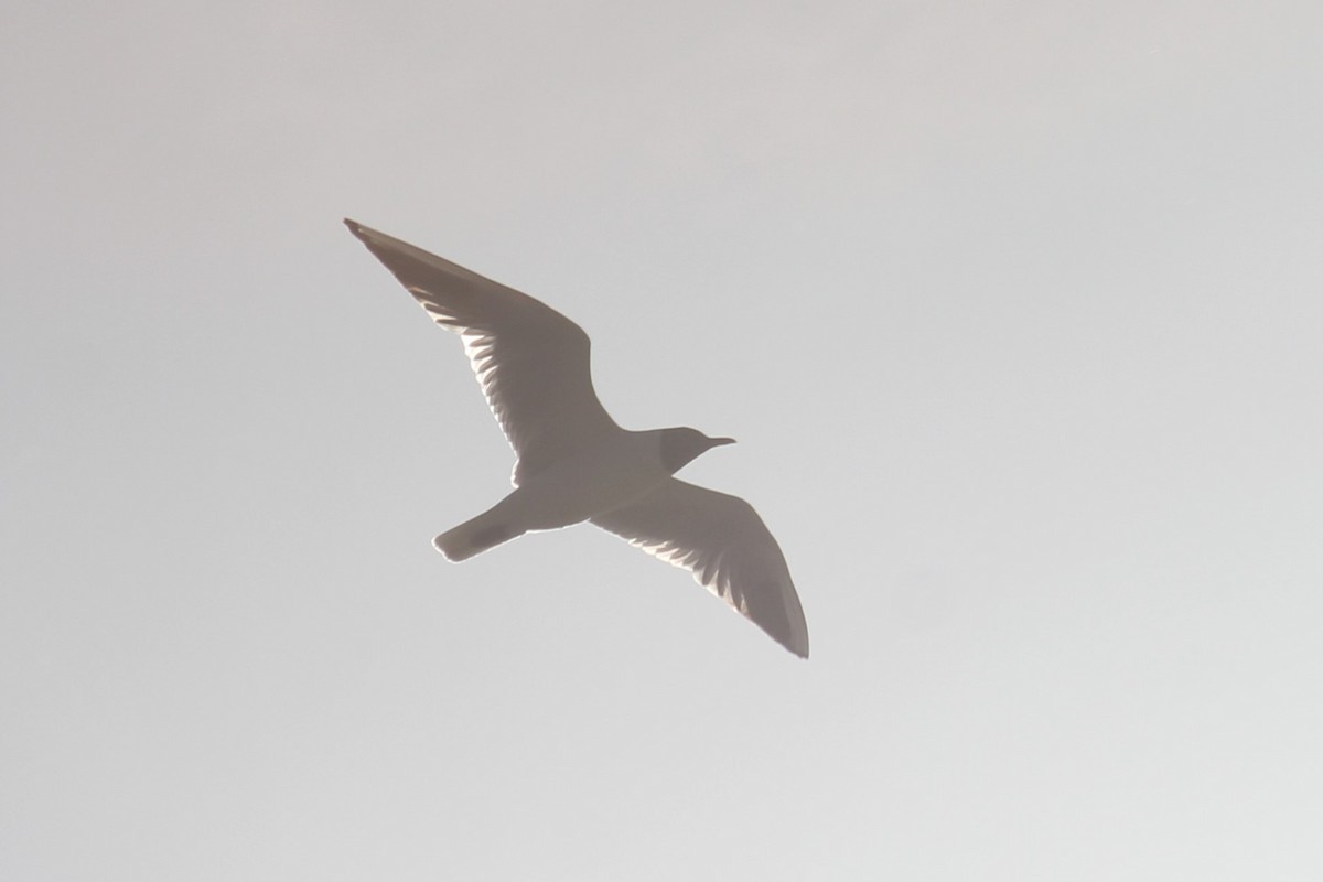 Black-headed Gull - ML620596778