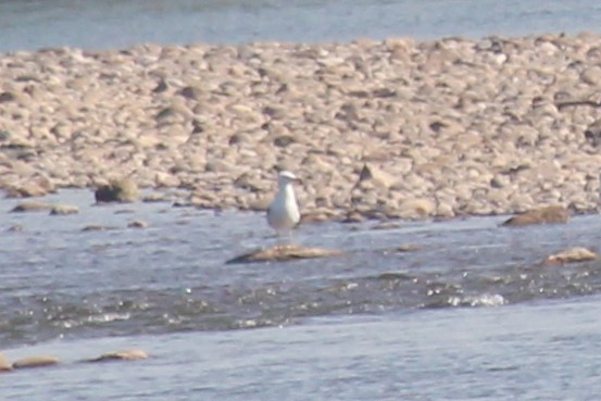 Yellow-legged Gull - ML620596780