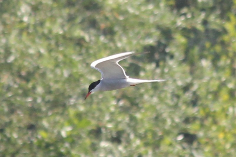 Common Tern - Vladislav Kurakhtenkov