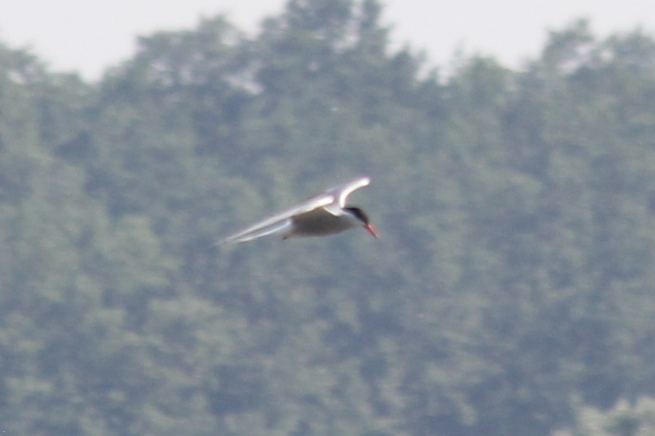 Common Tern - ML620596782