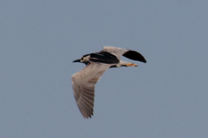 Black-crowned Night Heron - ML620596783