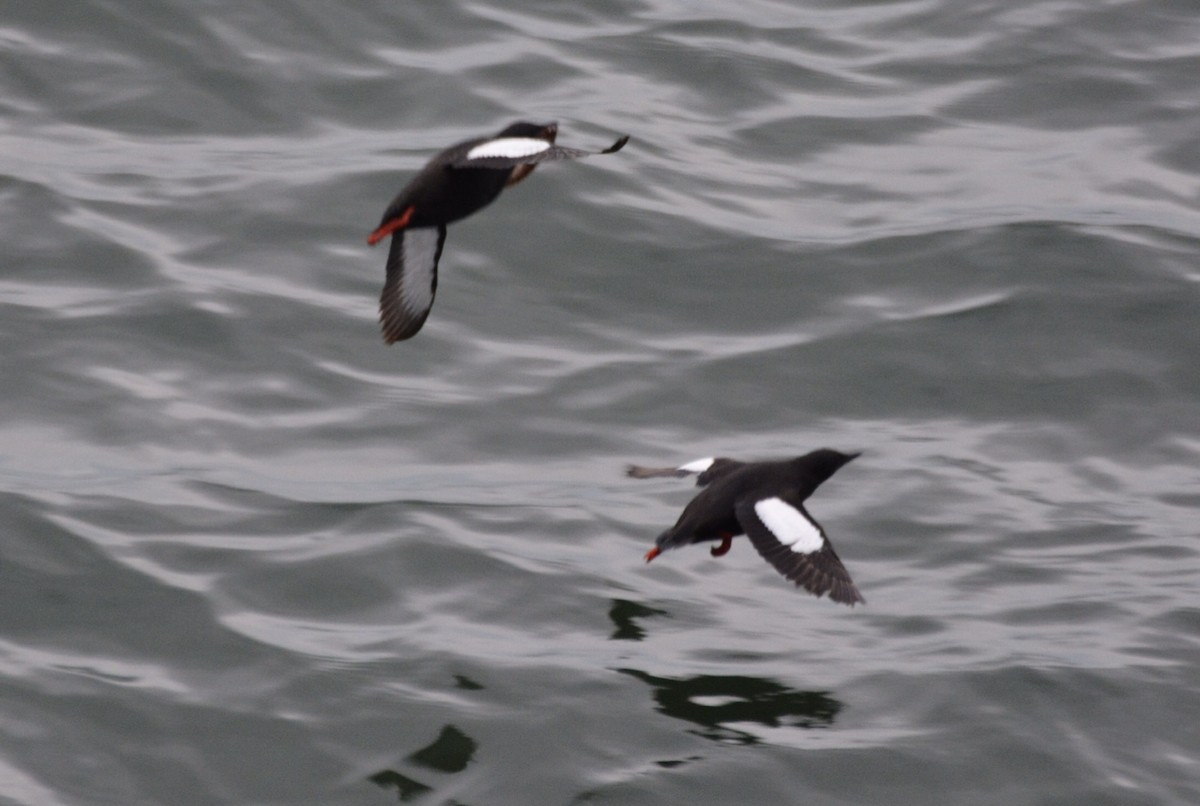 Black Guillemot - ML620596785