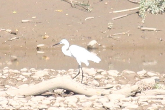 Little Egret - ML620596786