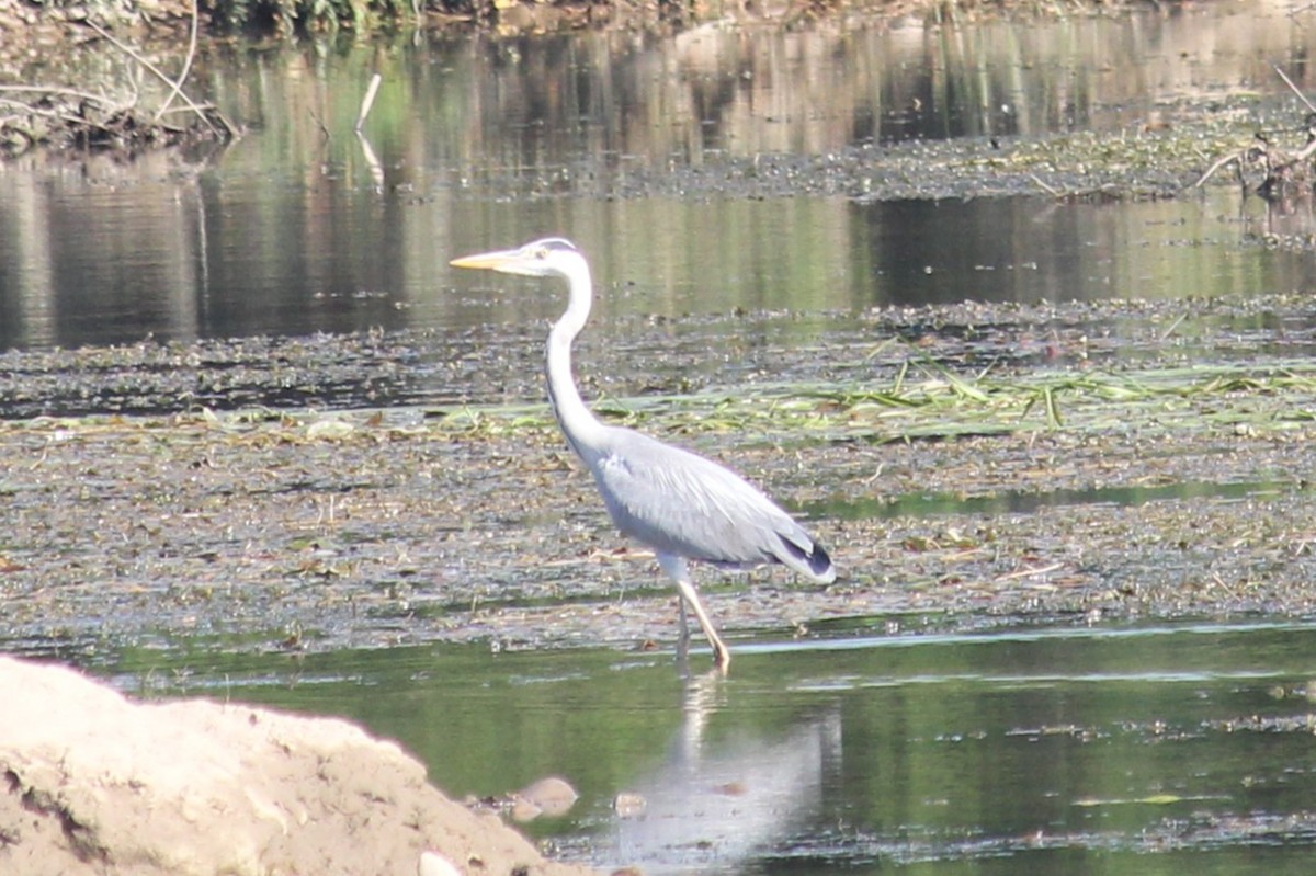 Gray Heron - ML620596787