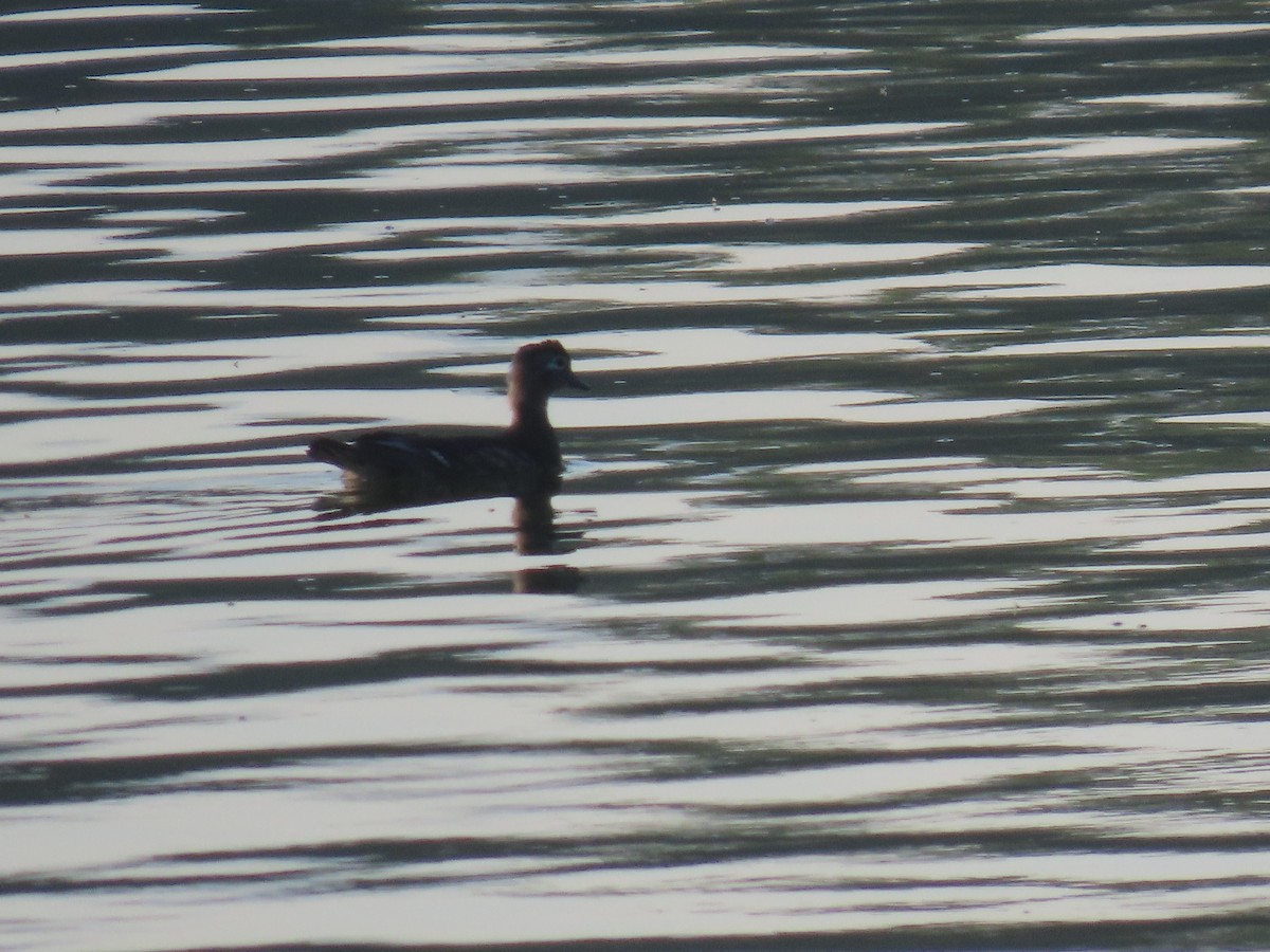 Wood Duck - ML620596788