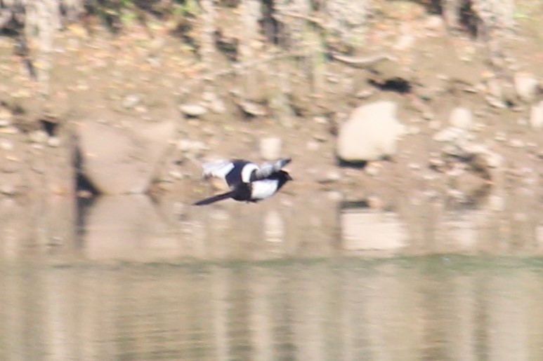 Eurasian Magpie - ML620596789