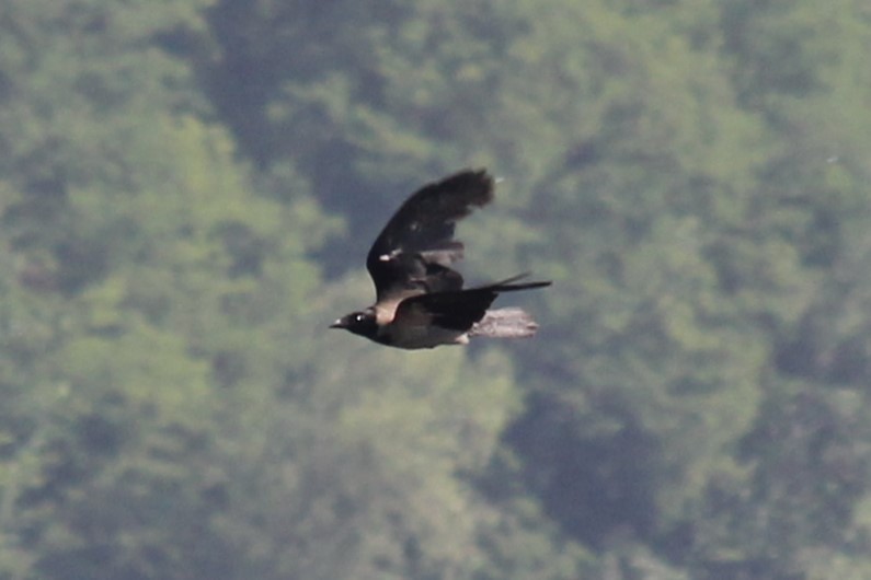 Hooded Crow - ML620596790