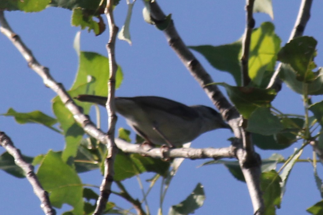 Eurasian Blackcap - ML620596794