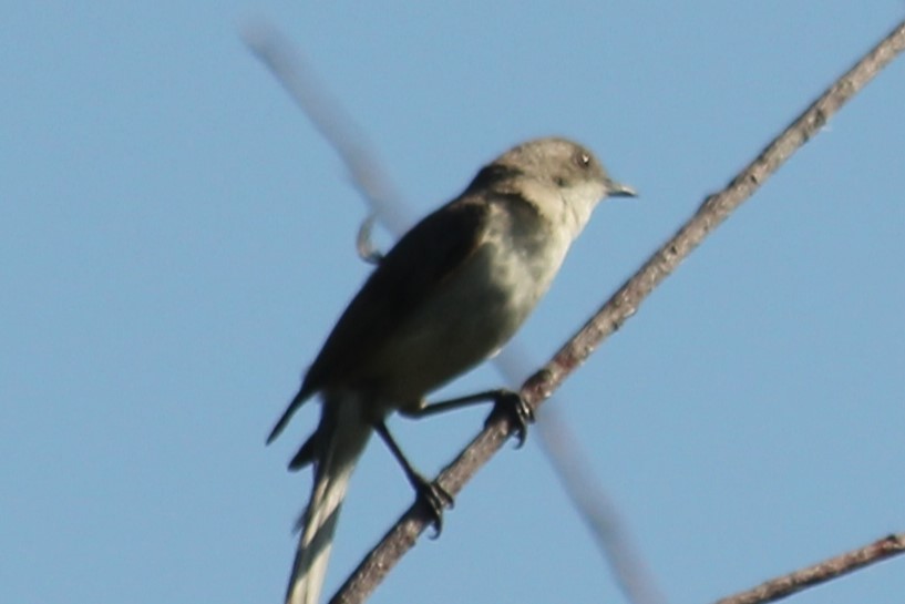 Lesser Whitethroat - ML620596795