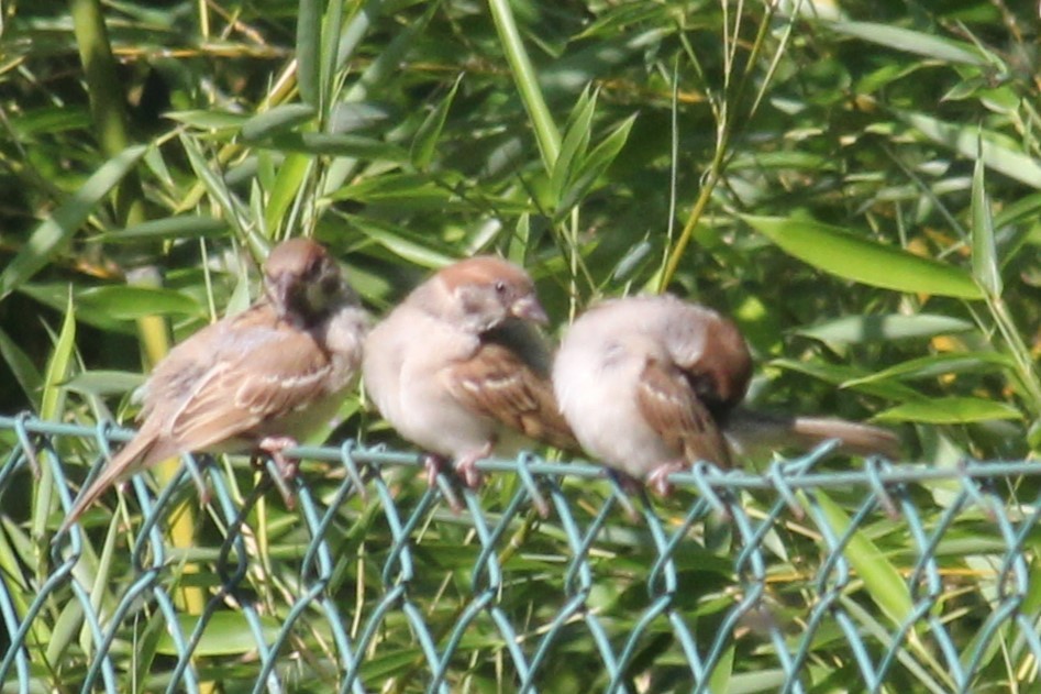 Eurasian Tree Sparrow - ML620596800