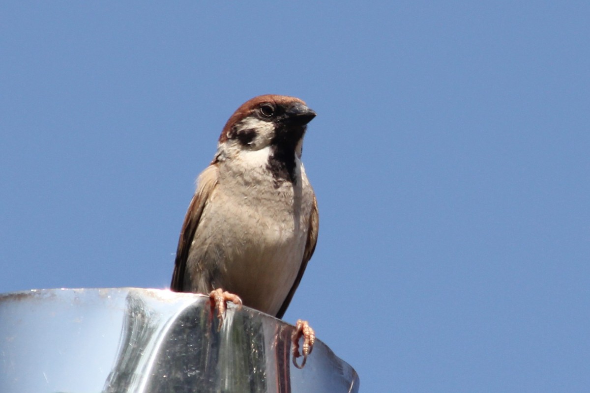 Eurasian Tree Sparrow - ML620596801