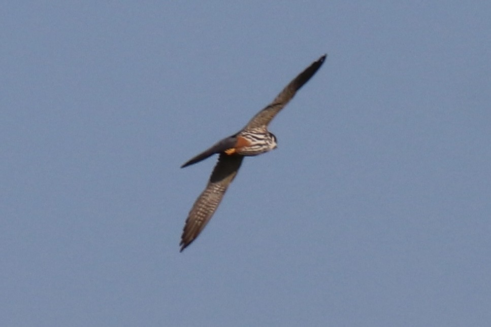 Eurasian Hobby - ML620596804