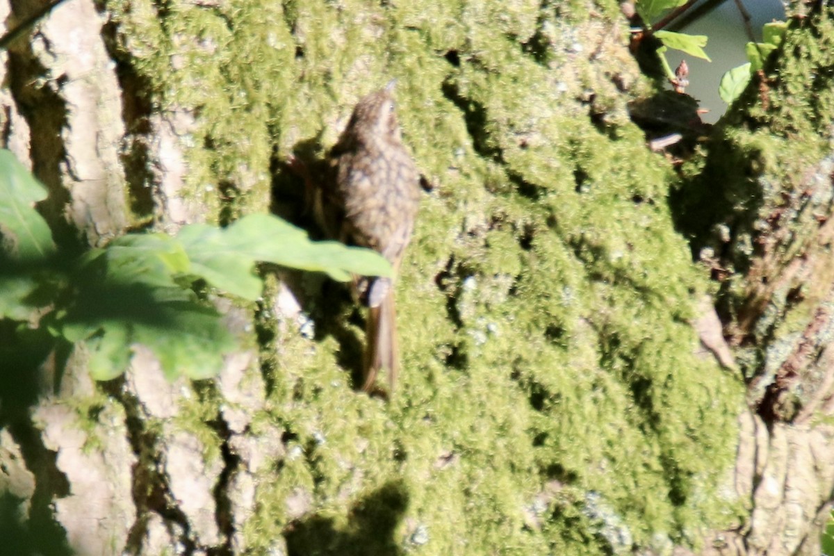 Eurasian Treecreeper - ML620596810