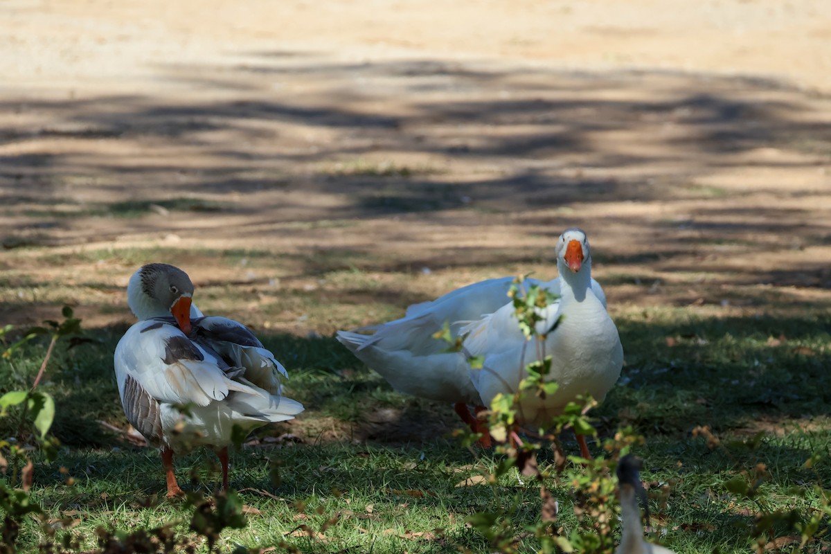 Domestic goose sp. (Domestic type) - ML620596817