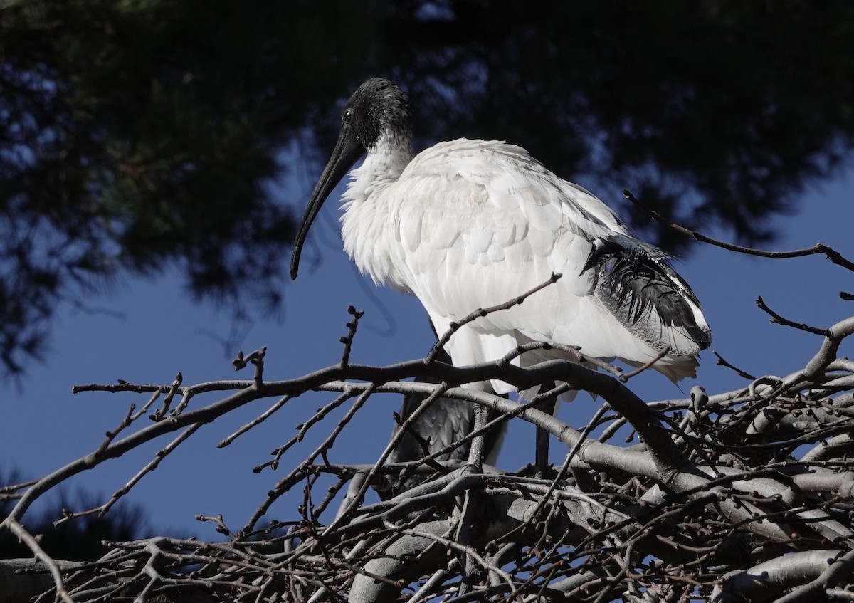 Ibis à cou noir - ML620596818