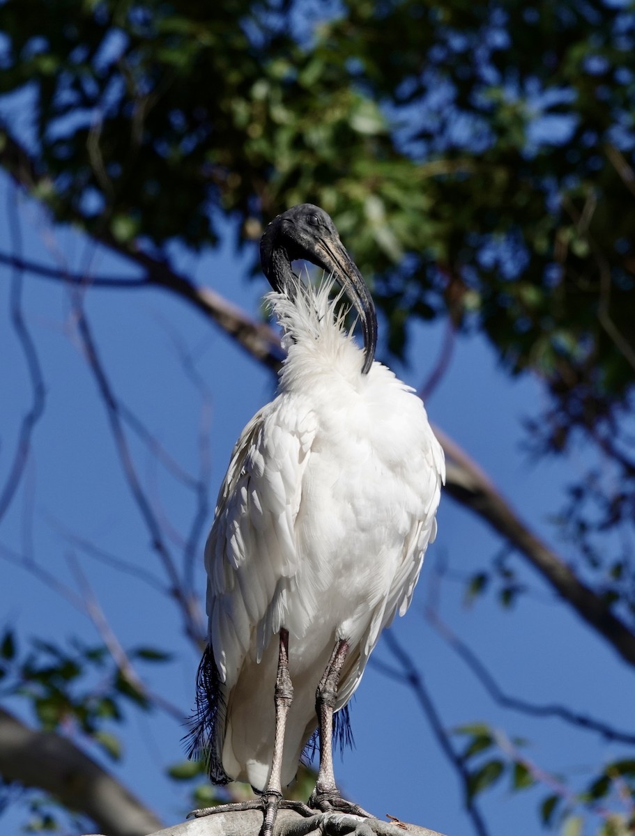 ibis australský - ML620596819