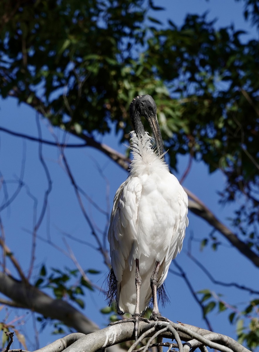 ibis australský - ML620596820