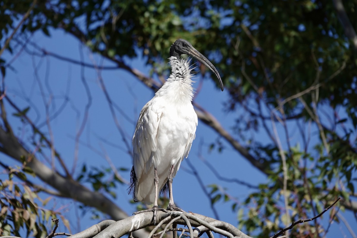 Ibis à cou noir - ML620596821