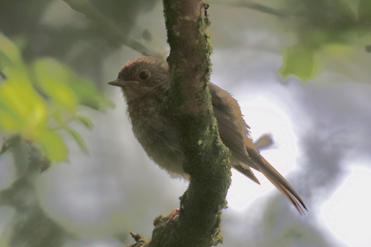 Dunnock - ML620596822