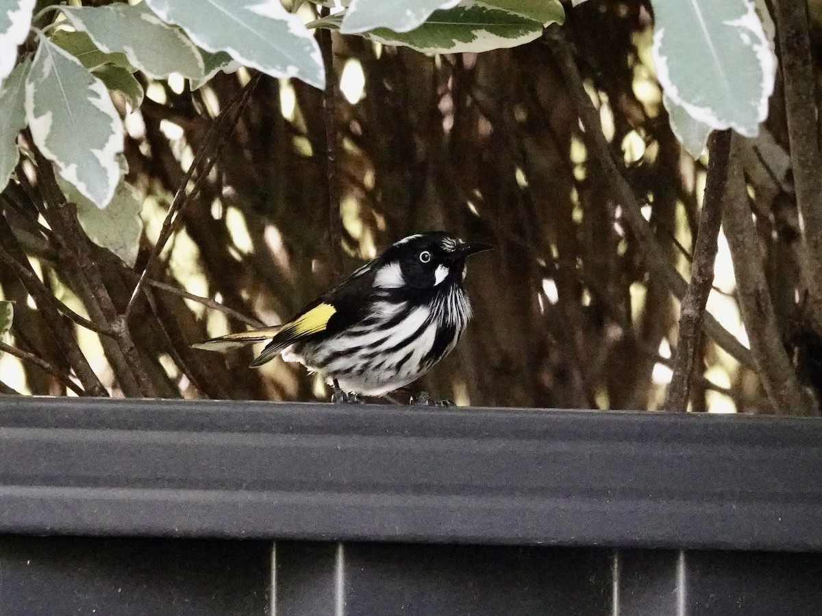 New Holland Honeyeater - ML620596823