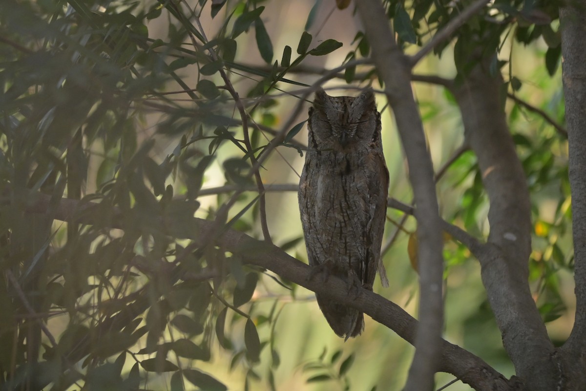 Eurasian Scops-Owl - Radboud Schwarzenwalder