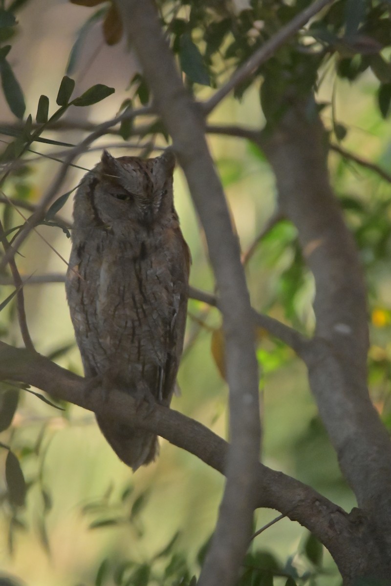 Eurasian Scops-Owl - ML620596825