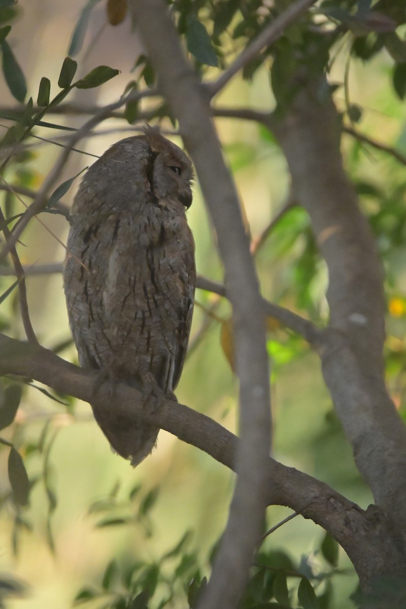 Eurasian Scops-Owl - ML620596826