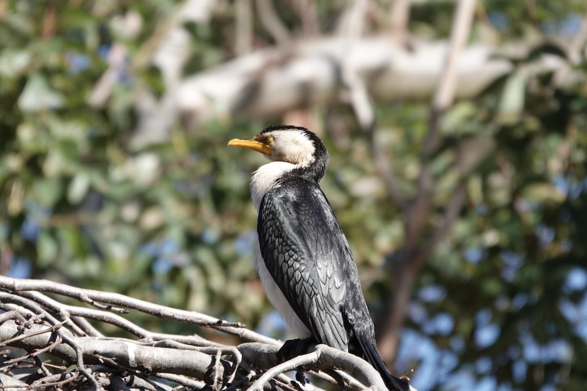 Little Pied Cormorant - ML620596829