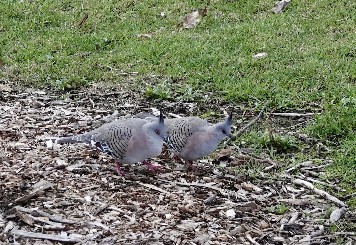 Crested Pigeon - ML620596830