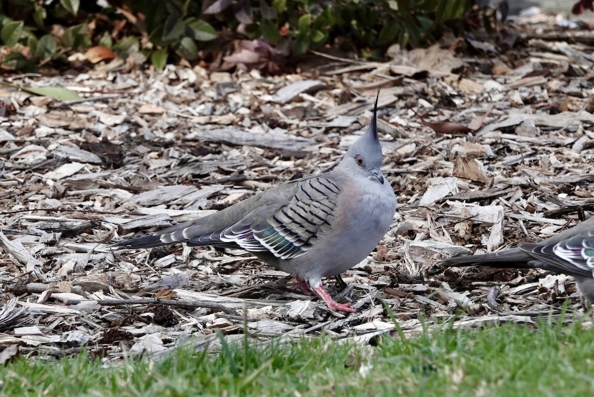 Crested Pigeon - ML620596831