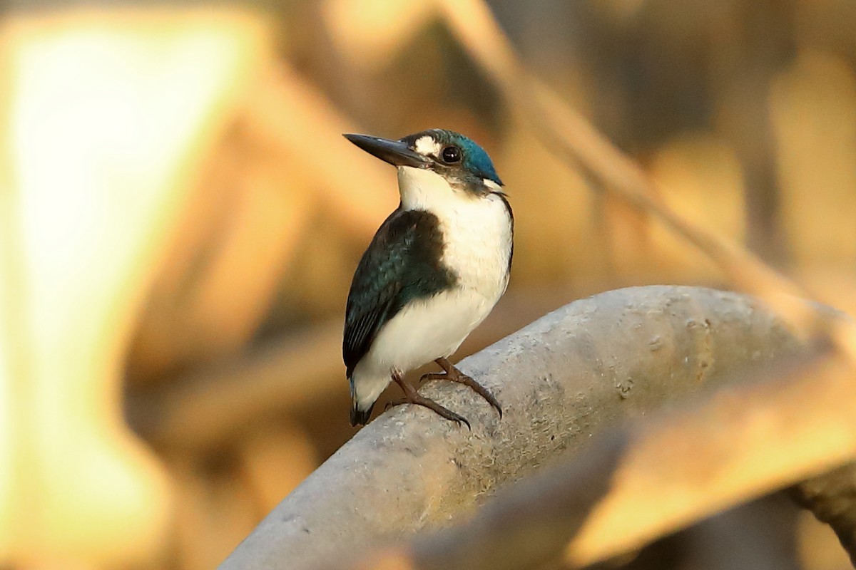 Little Kingfisher - ML620596833