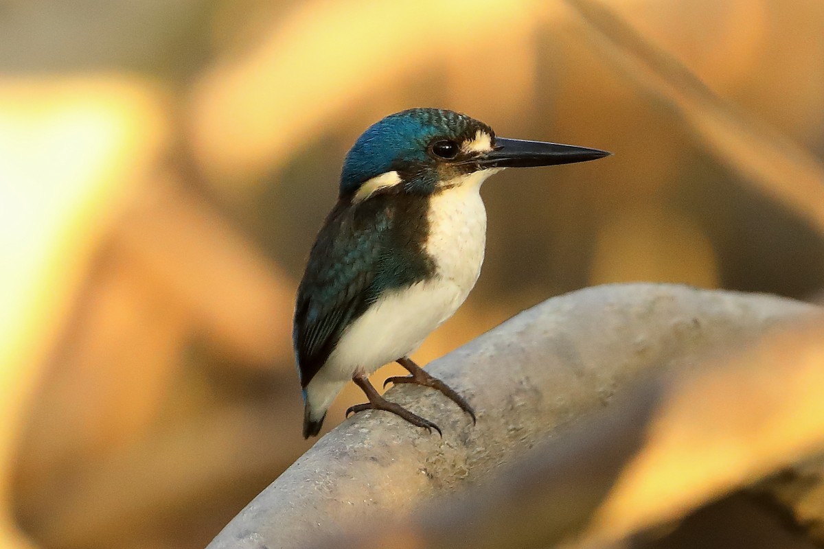 Little Kingfisher - ML620596834