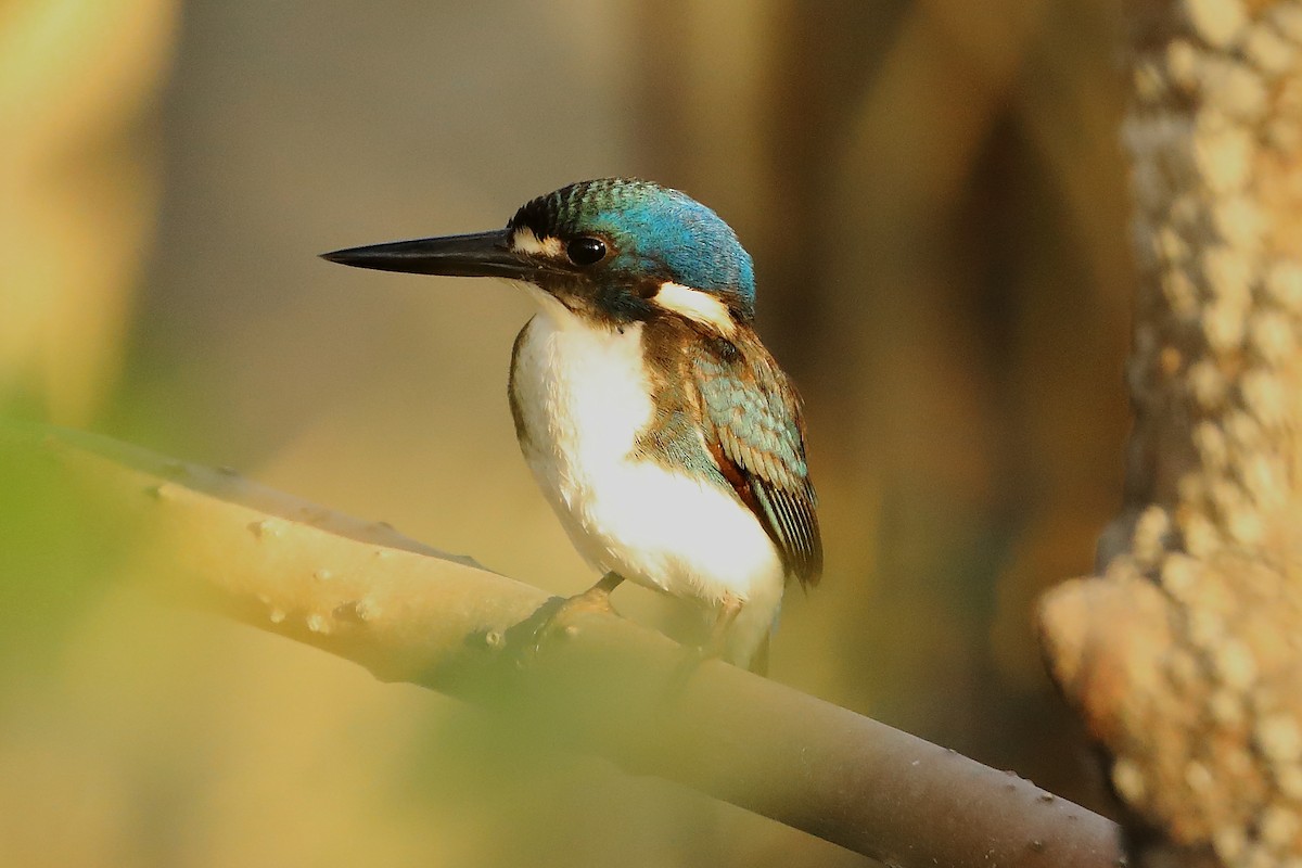 Little Kingfisher - ML620596835